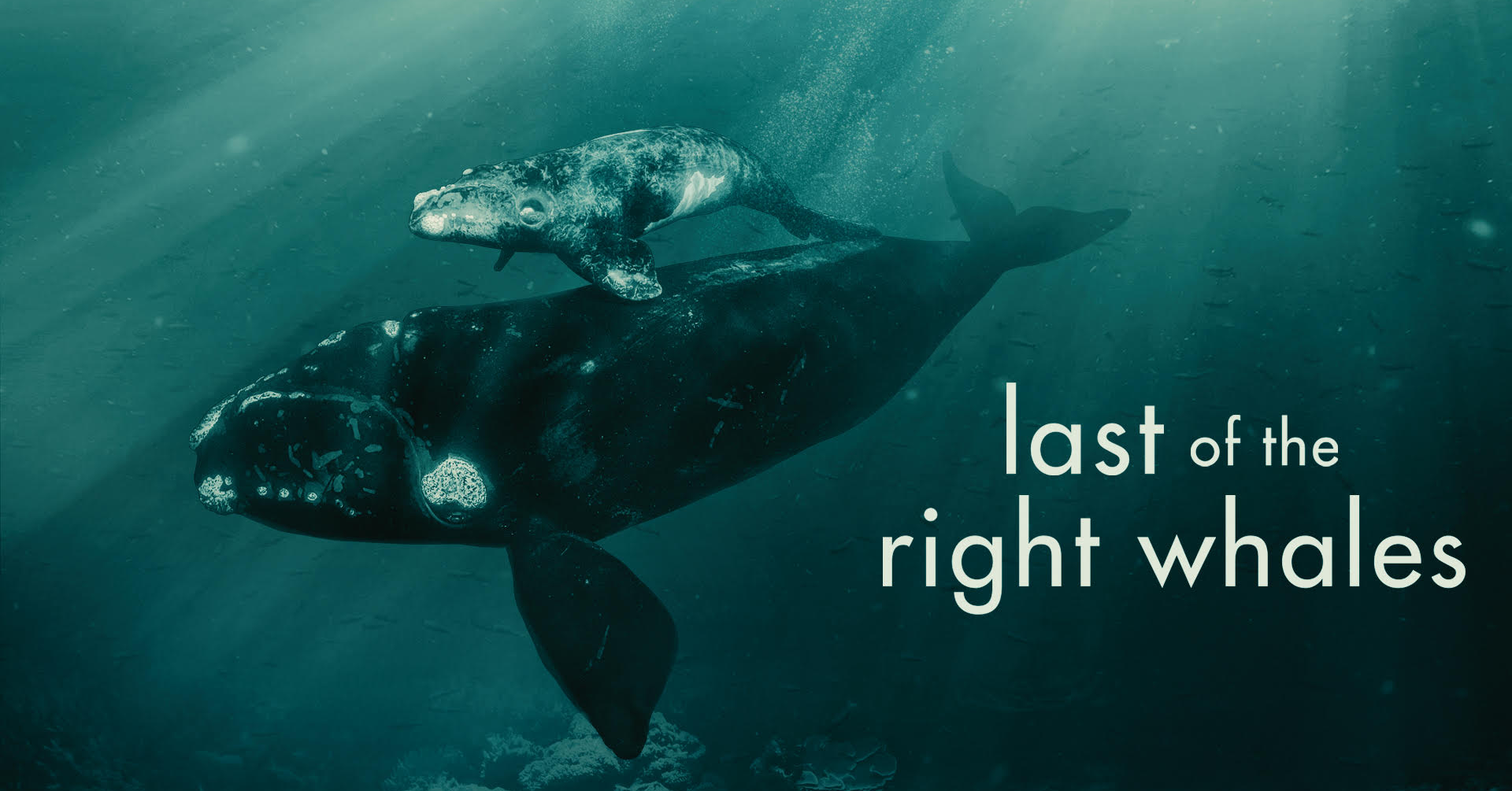 Last of the Right Whales
