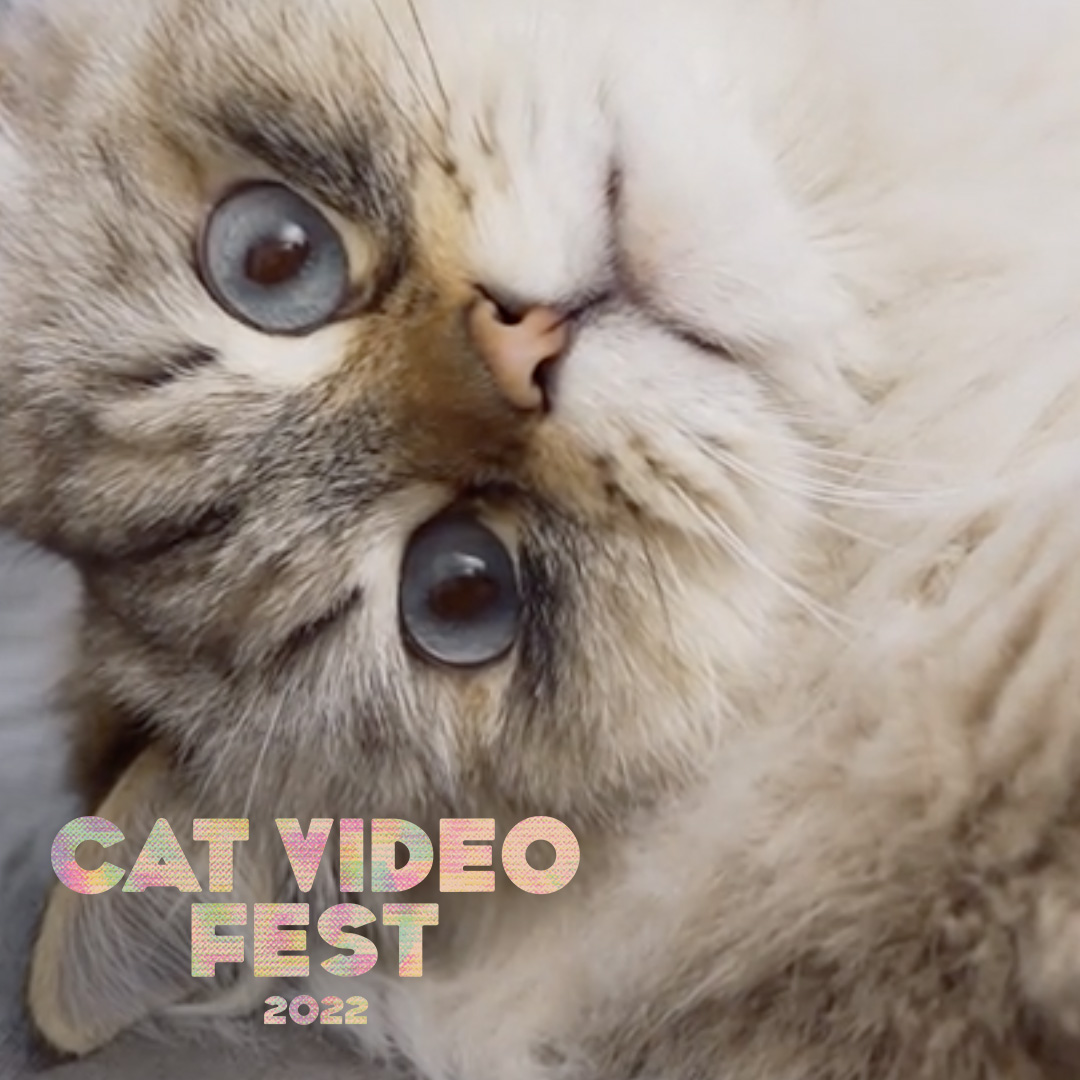 CatVideoFest